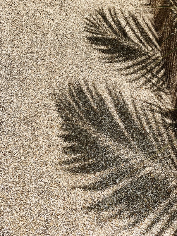 Shadow of Palm Leaves on the Beach